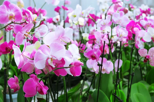 Orchid flowers for sale at flower market. Indoor. — Stock Photo, Image