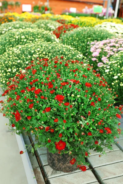 Schöne Chrysanthemenblüten, Nahaufnahme, im Gewächshaus — Stockfoto