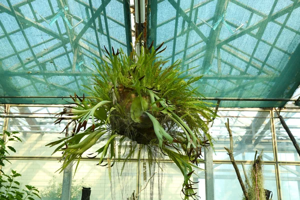 Plants in greenhouse at garden — Stock Photo, Image