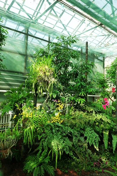 Pflanzen im Gewächshaus im Garten — Stockfoto