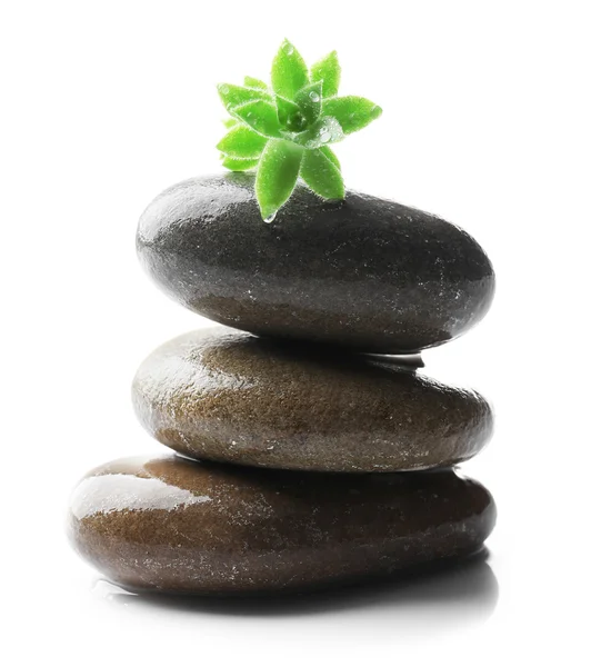 Stack of stones and green flower — Stock Photo, Image