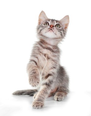 sevimli küçük gri kedi