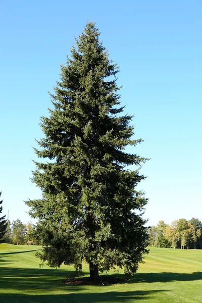 Parc en été journée ensoleillée — Photo