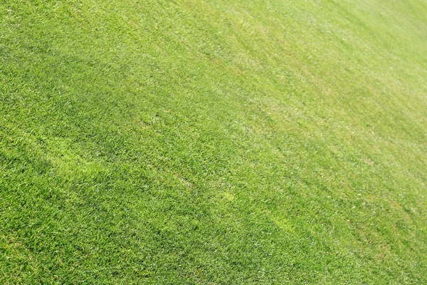 Nahaufnahme von grünem Gras — Stockfoto