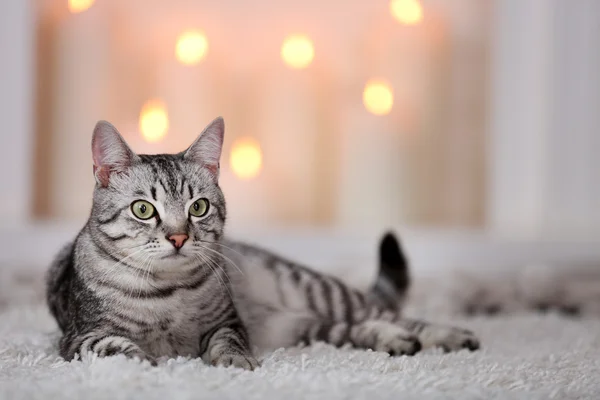 Katze auf hellem Hintergrund — Stockfoto