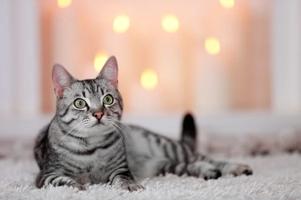 Katze auf hellem Hintergrund — Stockfoto