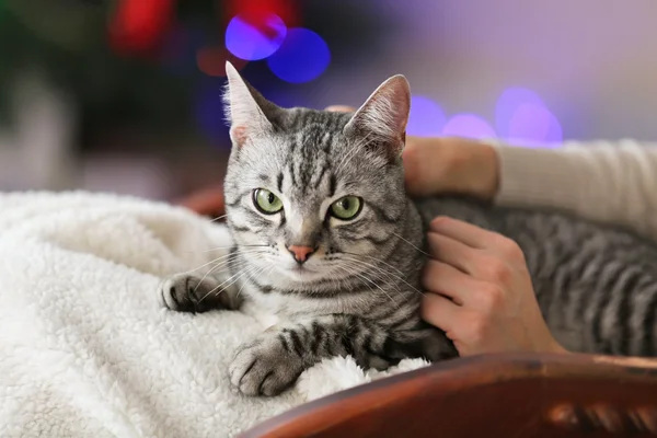 Gato no fundo da árvore de Natal — Fotografia de Stock