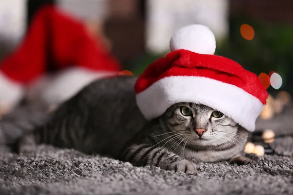 Gatto vicino all'albero di Natale con decorazione — Foto Stock
