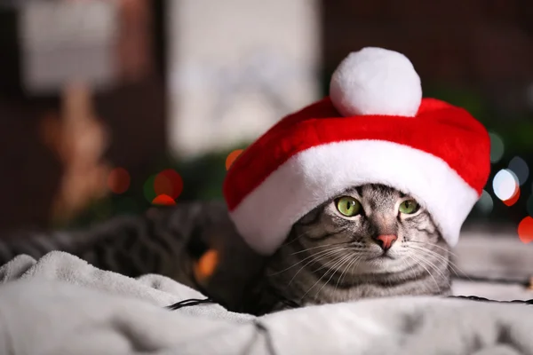 Chat près de sapin de Noël avec décoration — Photo