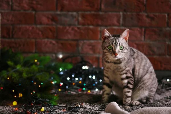 Kočka u vánočního stromu s výzdobou — Stock fotografie