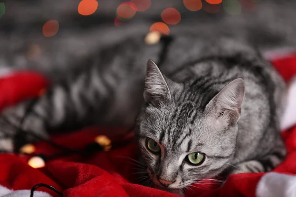Kat in de buurt van kerstboom met decoratie — Stockfoto