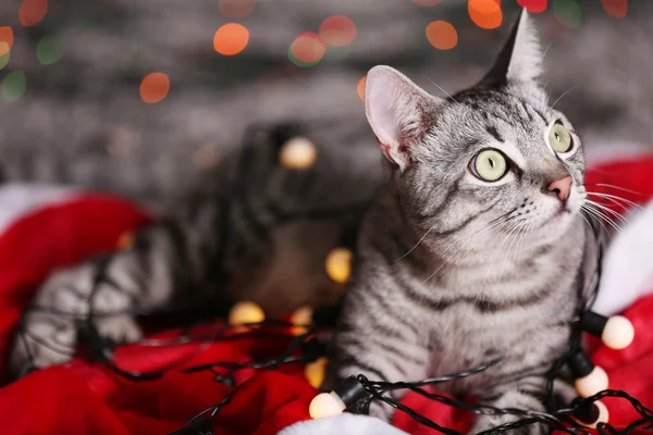 Cat near Christmas tree with decoration — Stock Photo, Image