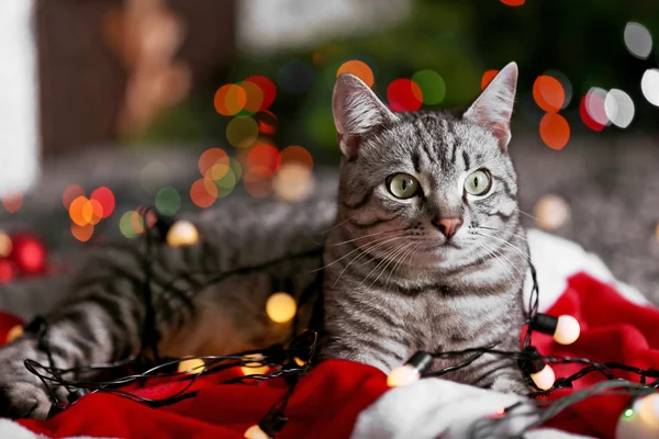 Gato cerca de árbol de Navidad con decoración —  Fotos de Stock