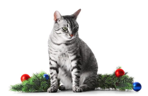 Christmas cat isolated on white — Stock Photo, Image