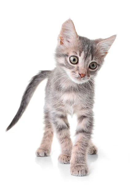 Cute little grey kitten — Stock Photo, Image