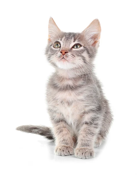 Cute little grey kitten — Stock Photo, Image