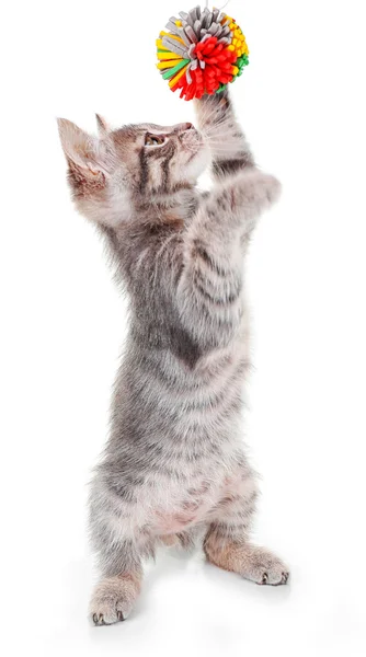 Gatito gris jugando con pelota — Foto de Stock