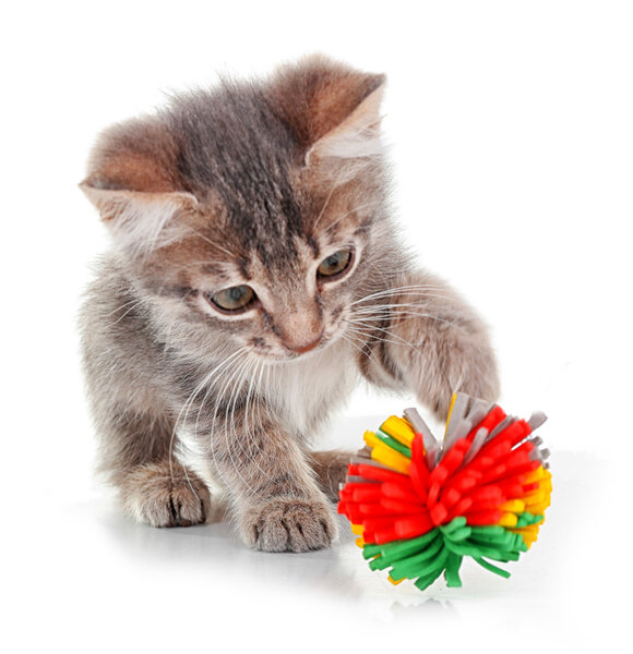 grey kitten playing with ball