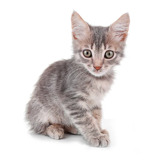 Leuk weinig grijze katje — Stockfoto