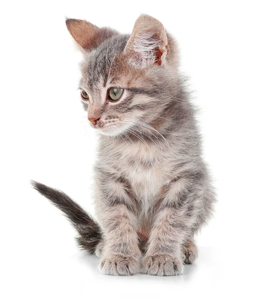 Cute little grey kitten — Stock Photo, Image