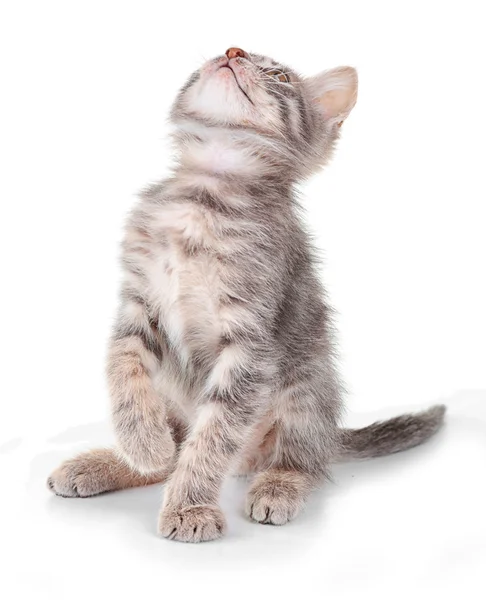 Sevimli küçük gri kedi — Stok fotoğraf