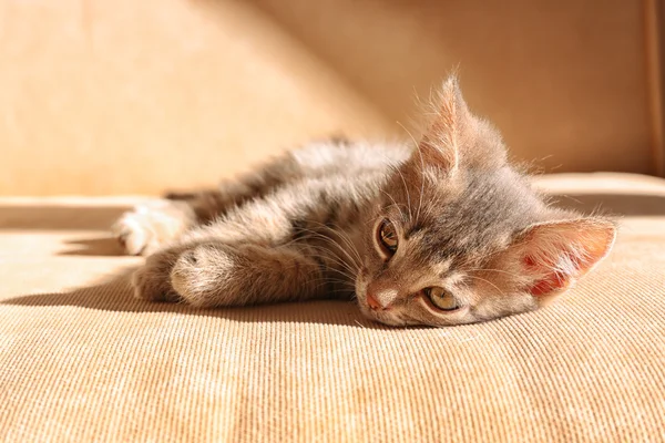 Gatito gris acostado en el sofá — Foto de Stock