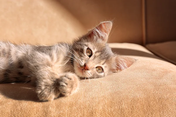 Kätzchen auf Sofa liegend — Stockfoto