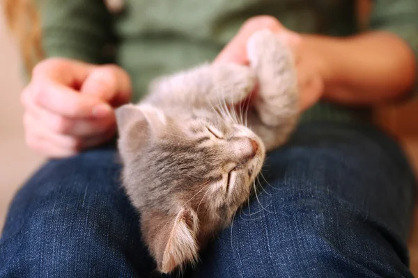 Kitten sleeping on woman knees — Stock Photo, Image