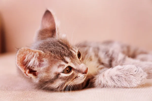 Gattino grigio sdraiato sul divano — Foto Stock
