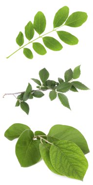 Beyaz yeşil yapraklar