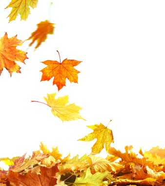 Sonbahar yığını izole bırakır