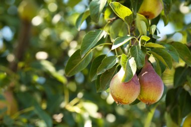 Armut ağacının dalını yakın çekim