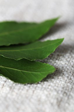 taze defne yaprağı