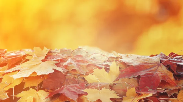 Pile of  maple leaves — Stock Photo, Image