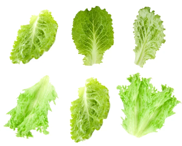 Salatblätter, isoliert auf weiß — Stockfoto