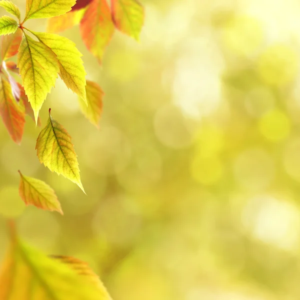 Autunno foglie su sfondo natura — Foto Stock