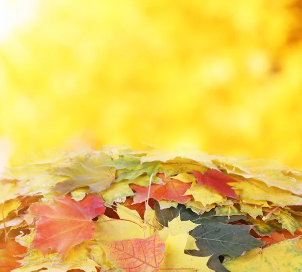 Pile of  maple leaves — Stock Photo, Image