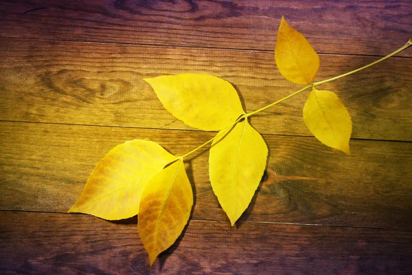 Sonbahar sarısı Yaprak — Stok fotoğraf