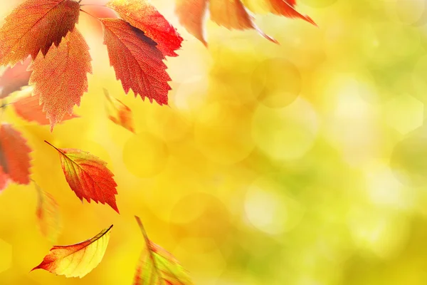 Podzimní listí na pozadí přírody — Stock fotografie