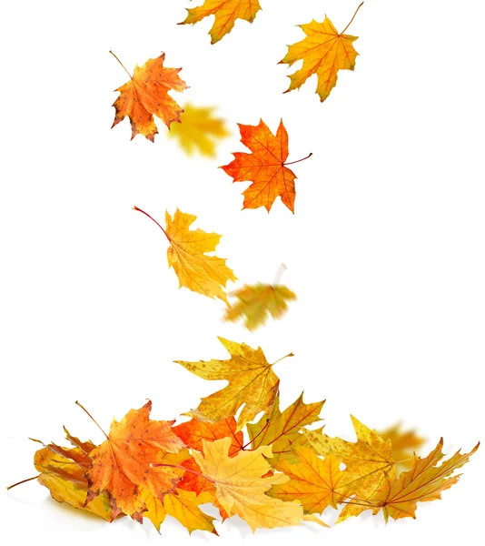 Hromadu podzimní listy izolované — Stock fotografie