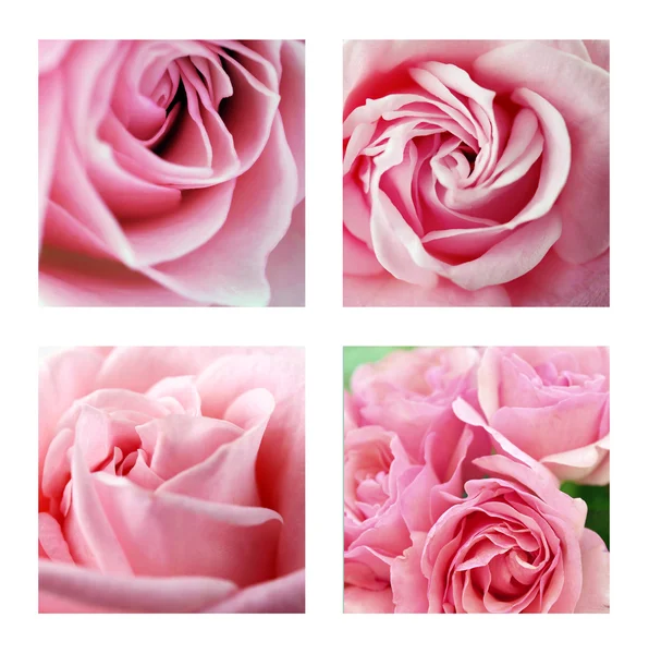 Collage con hermosas rosas — Foto de Stock