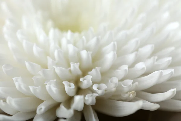 Hermosa flor de otoño - crisantemo blanco —  Fotos de Stock