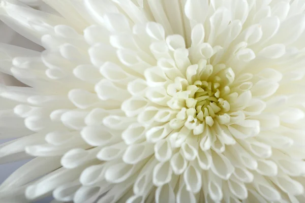 Flor suave - Crisantemo blanco, macro —  Fotos de Stock