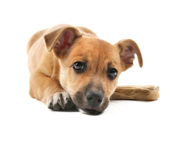 Filhote de cachorro com osso de brinquedo isolado — Fotografia de Stock