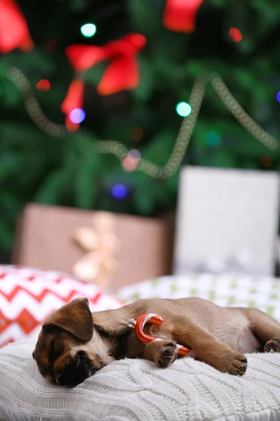 Söt valp sover på kudden på jul bakgrund — Stockfoto