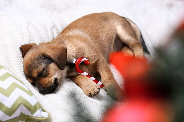 Cute puppy spanie na poduszce z Boże Narodzenie wystrój — Zdjęcie stockowe