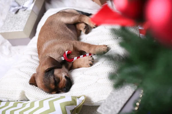 Lindo cachorro durmiendo en la almohada con decoración de Navidad —  Fotos de Stock