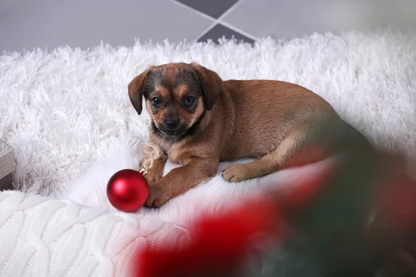 Lindo cachorro en la alfombra sobre fondo de Navidad —  Fotos de Stock