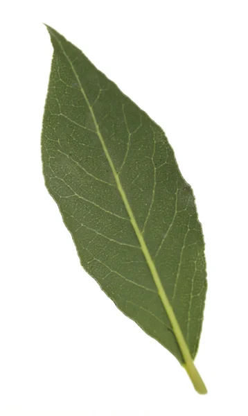 Färska lagerblad — Stockfoto