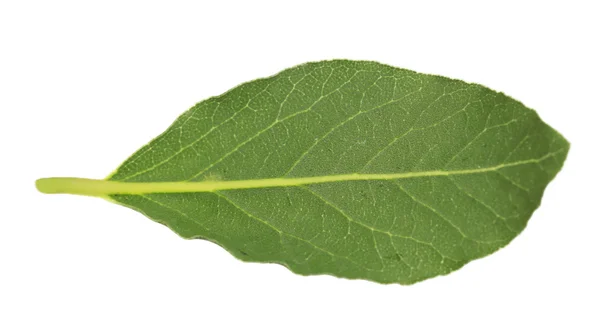 Hoja de laurel fresca — Foto de Stock